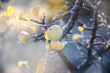 Mountain wild apples, apple trees in the mountains on a sunny day.