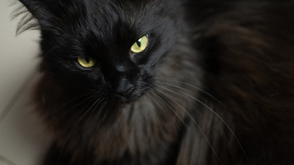 Czarny długowłosy kot.