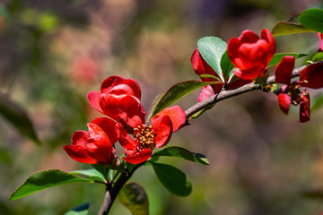 Close-up of bright flowering Japanese quince or Chaenomeles japonica. Lot of red flowers cover  branches on blurred garden. Spring sunny day. Selective focus. Interesting nature concept for design.