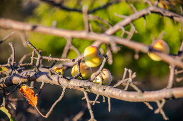 Mountain wild apples, apple trees in the mountains on a sunny day.