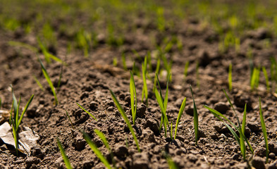 Young wheat seedlings growing on a field in a black soil. Spring green wheat grows in soil. Close up on sprouting rye on a agriculture field in a sunny day. Sprouts of rye. Agriculture.