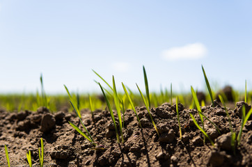 Young wheat seedlings growing on a field in a black soil. Spring green wheat grows in soil. Close up on sprouting rye on a agriculture field in a sunny day. Sprouts of rye. Agriculture.