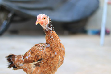 Close up head and neck of a hen, Chicken Head Close-Up
