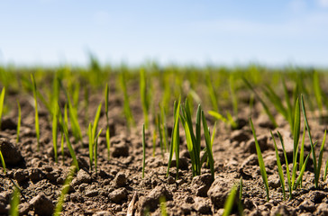Young wheat seedlings growing on a field in a black soil. Spring green wheat grows in soil. Close up on sprouting rye on a agriculture field in a sunny day. Sprouts of rye. Agriculture.