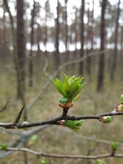 The middle strip of Russia. The beauty of wildlife.