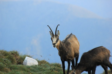 Mountain life travel