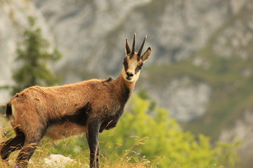 Mountain life travel