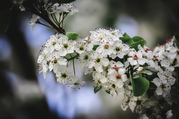 apple tree blossom