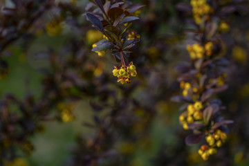 Blooming of barberry. Beautiful yellow small flowers of Berberis thunbergii Atropurpurea on branches with purple leaves against beautiful bokeh. Selective focus.