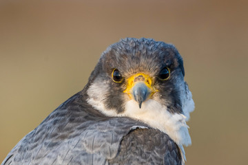 A northern peregrine falcon (Falco peregrinus calidus) close up portrait, in Catalonia, in the Ebro Delta Natural Park.