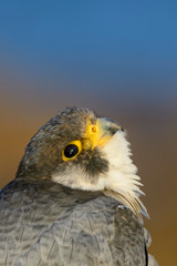 A northern peregrine falcon (Falco peregrinus calidus) close up portrait, in Catalonia, in the Ebro Delta Natural Park.