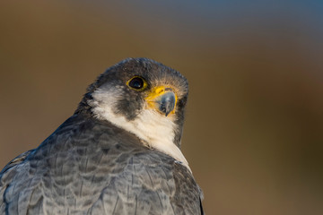 A northern peregrine falcon (Falco peregrinus calidus) close up portrait, in Catalonia, in the Ebro Delta Natural Park.