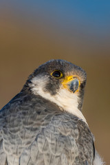A northern peregrine falcon (Falco peregrinus calidus) close up portrait, in Catalonia, in the Ebro Delta Natural Park.