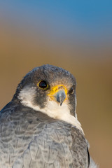 A northern peregrine falcon (Falco peregrinus calidus) close up portrait, in Catalonia, in the Ebro Delta Natural Park.