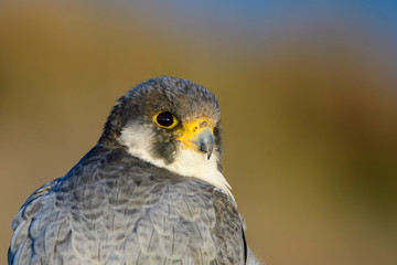 A northern peregrine falcon (Falco peregrinus calidus) close up portrait, in Catalonia, in the Ebro Delta Natural Park.