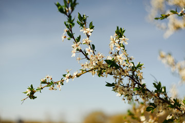 White petaled flowers on a branch. Cherry blossom. Springtime. Selective focus.