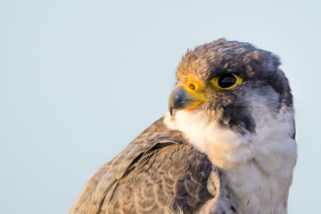 A northern peregrine falcon (Falco peregrinus calidus) close up portrait, in Catalonia, in the Ebro...