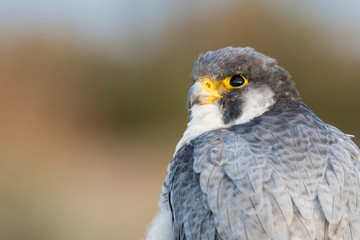 A northern peregrine falcon (Falco peregrinus calidus) close up portrait, in Catalonia, in the Ebro Delta Natural Park.
