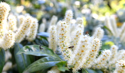 Weiß blühender Kirschlorbeer im Sonnenlicht