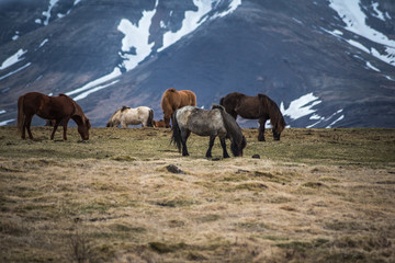 Icelandic Horses in the mountains 2 © AristilisPhotography