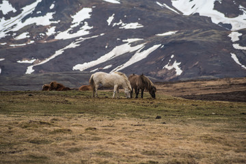 Icelandic Horses in the mountains 1