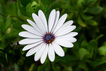 Obraz premium Flor Pura