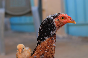 cute little chick on her mother shoulder, Cute little chicken close up, chick with hen