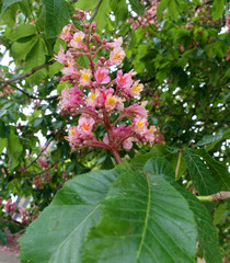 Rote Rosskastanie (Aesculus pavia) - Bütenstand