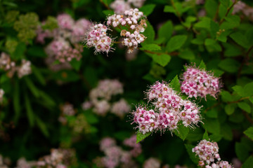 butterfly on a flower