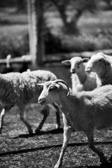 Cabras y ovejas