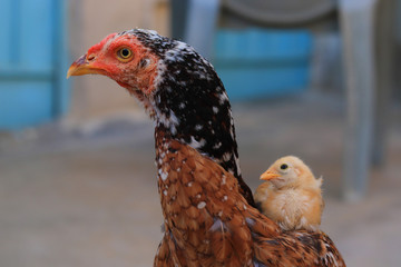 cute little chick on her mother shoulder, Cute little chicken close up, chick with hen