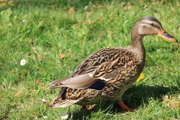 bebek