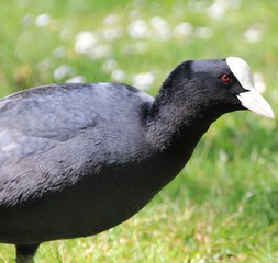coot
