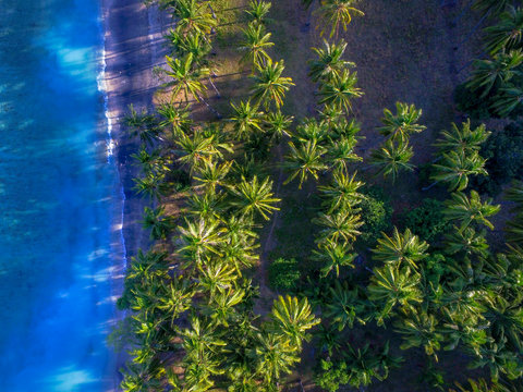 Aerial Coconut palm tree and beach