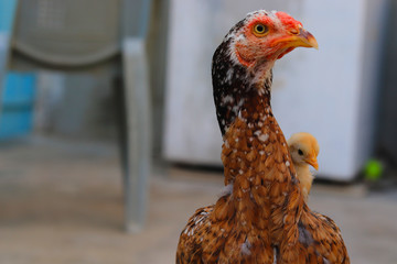cute little chick on her mother shoulder, Cute little chicken close up, chick with hen