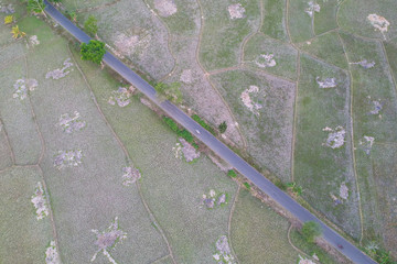 Fototapeta premium aerial view ricefield afternoon