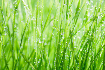 Plakat Green grass background