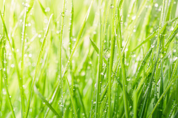 Fototapeta na wymiar Green grass background