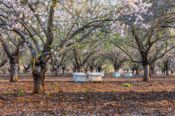 Blooming almond tree garden in spring morning with beehives.