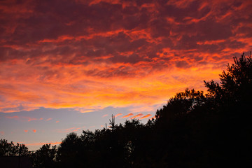 sunset over trees