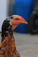 Close up head and neck of a hen, Chicken Head Close-Up