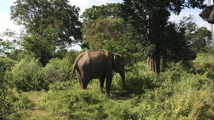 elephant