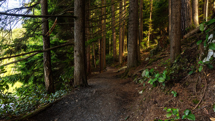 Fototapeta premium sunlight filtering through trees in densely-shaded forest trail - BC 