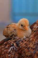 cute little chick on her mother shoulder, Cute little chicken close up, chick with hen