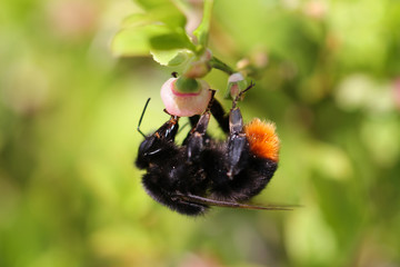 Steinhummel bei der Nektarsuche und Bestäubung von Blaubeeren