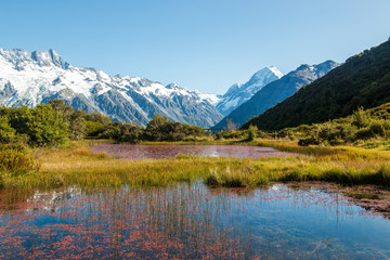 Fototapeta na wymiar Bright red weed of Red Tarns. Aoraki/Mount Cook National Park, New Zealand