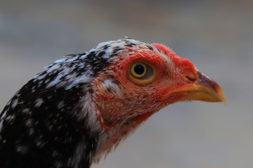 Close up head and neck of a hen, Chicken Head Close-Up