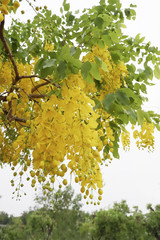 Golden shower tree or Cassia fistula on blue sky,Indian Laburnum close up