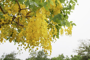 Golden shower tree or Cassia fistula on blue sky,Indian Laburnum