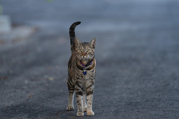 Curious Cat stands in the street. 